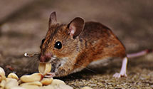 24 Hour & Emergency Exterminators in Porterville, CA